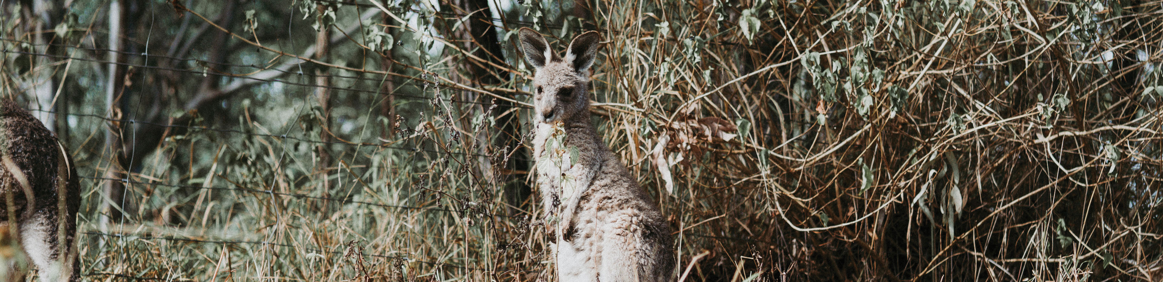 grey kangaroo amongst scrub